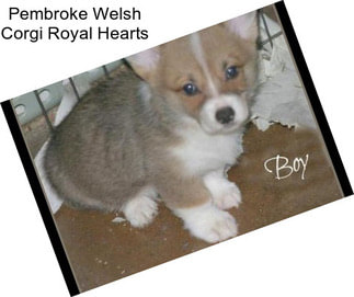 Pembroke Welsh Corgi Royal Hearts