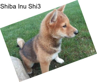 Shiba Inu Shi3