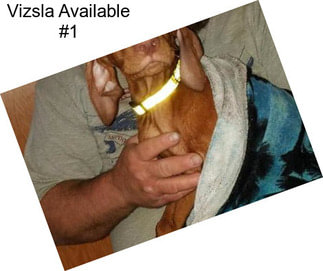 Vizsla Available #1