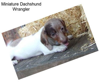 Miniature Dachshund Wrangler