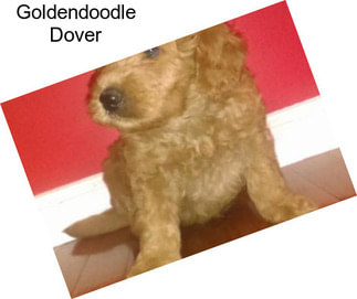 Goldendoodle Dover