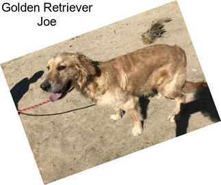 Golden Retriever Joe