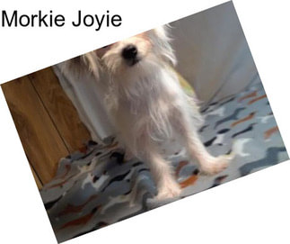 Morkie Joyie