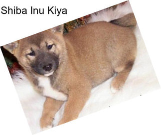 Shiba Inu Kiya