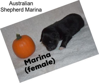 Australian Shepherd Marina