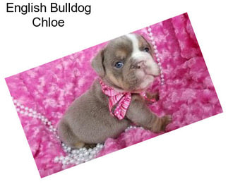 English Bulldog Chloe