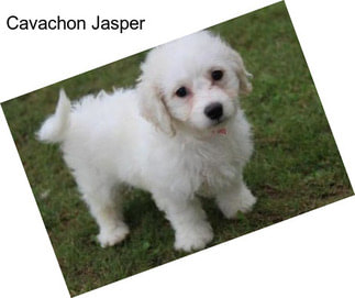 Cavachon Jasper