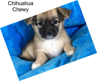Chihuahua Chewy