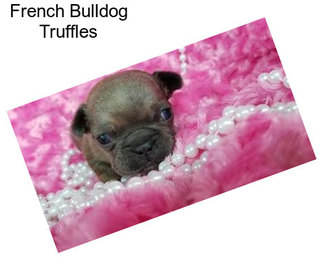 French Bulldog Truffles