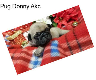 Pug Donny Akc