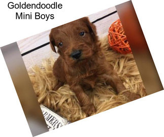 Goldendoodle Mini Boys