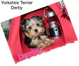 Yorkshire Terrier Derby