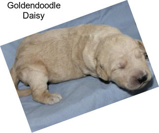 Goldendoodle Daisy