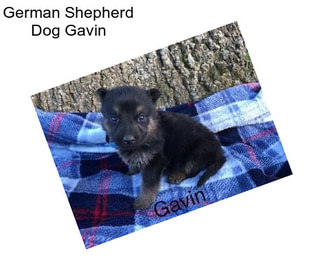 German Shepherd Dog Gavin