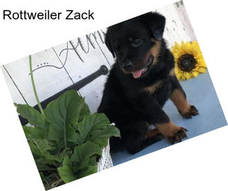 Rottweiler Zack