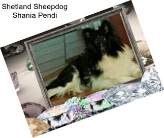 Shetland Sheepdog Shania Pendi