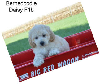 Bernedoodle Daisy F1b