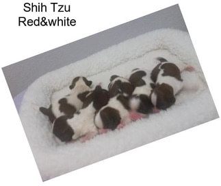 Shih Tzu Red&white