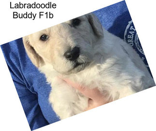 Labradoodle Buddy F1b