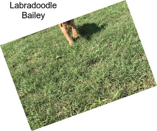Labradoodle Bailey