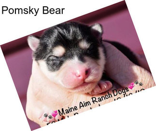 Pomsky Bear