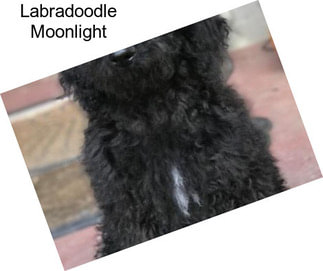 Labradoodle Moonlight