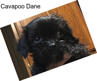 Cavapoo Dane