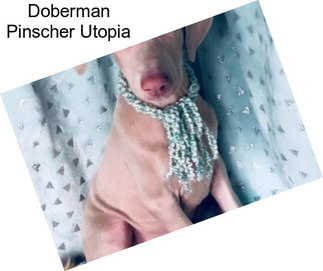 Doberman Pinscher Utopia