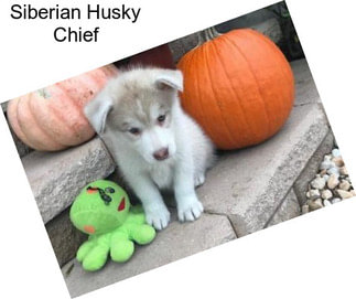 Siberian Husky Chief