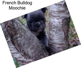 French Bulldog Moochie