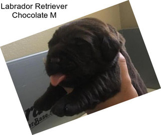 Labrador Retriever Chocolate M