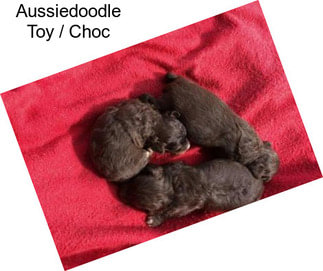 Aussiedoodle Toy / Choc