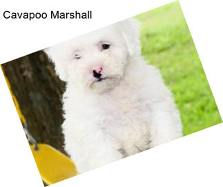 Cavapoo Marshall