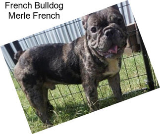 French Bulldog Merle French