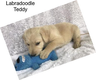 Labradoodle Teddy