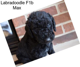 Labradoodle F1b Max