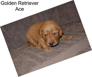 Golden Retriever Ace