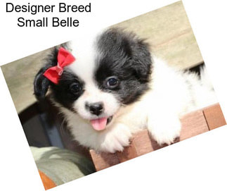 Designer Breed Small Belle