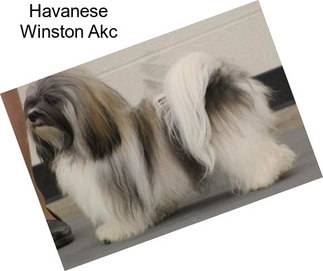 Havanese Winston Akc