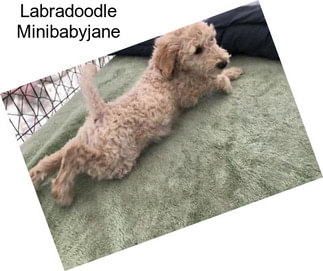 Labradoodle Minibabyjane