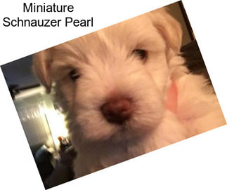 Miniature Schnauzer Pearl