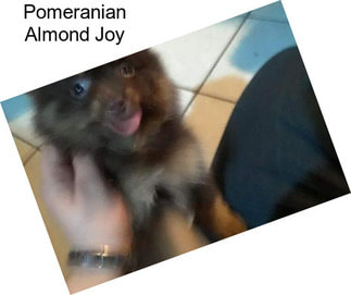 Pomeranian Almond Joy