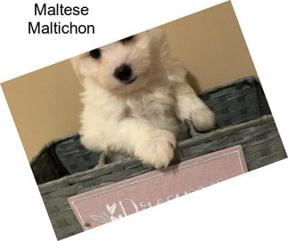 Maltese Maltichon