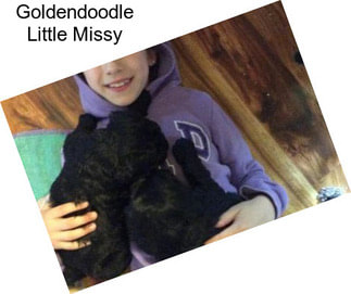 Goldendoodle Little Missy