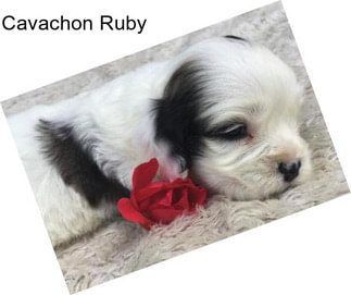 Cavachon Ruby