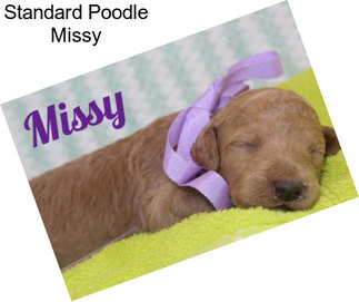 Standard Poodle Missy