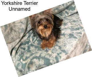 Yorkshire Terrier Unnamed