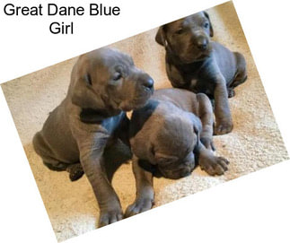 Great Dane Blue Girl