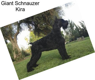 Giant Schnauzer Kira