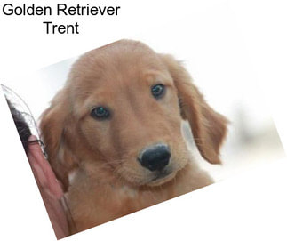 Golden Retriever Trent